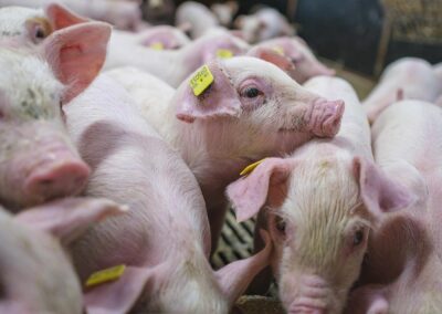 Smågrise i klimastalden hos Agerbo Agro